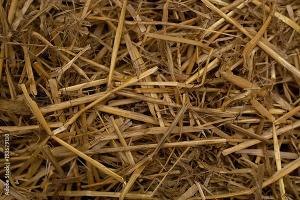 Obraz Fresh hay. Background.