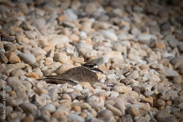 Fototapeta sandpiper nesting