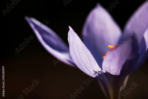 Obraz Purple Autumn Crocus Petals