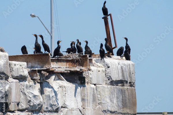 Obraz Cormorants 