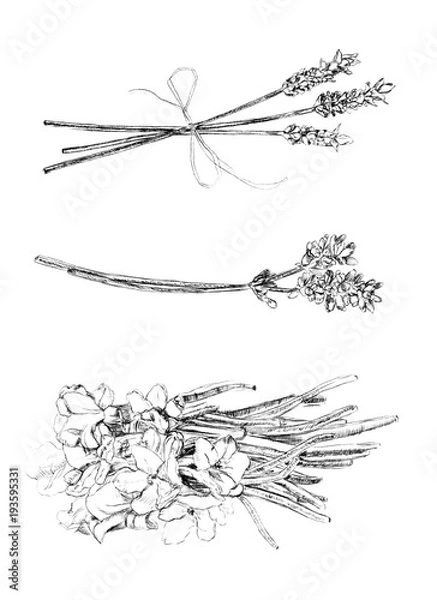 Obraz lavender ink drawing