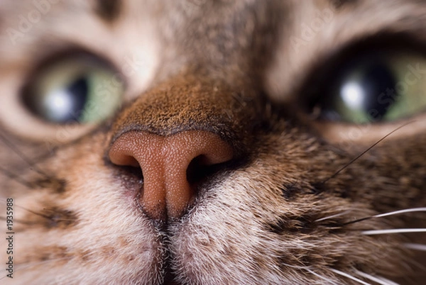 Obraz cat nose
