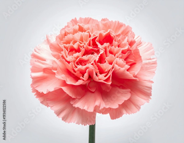 Obraz 꽃-카네이션-코르사주-어버이날-스승의 날-핑크-카네이션 꽃-카네이션 한 송이-흰색 배경