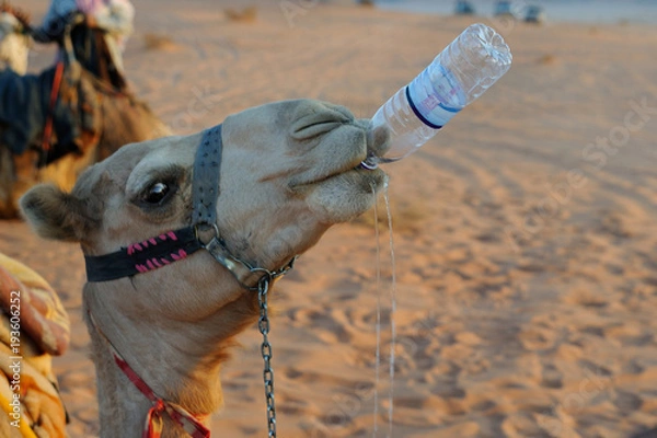 Obraz Wielbłąd pijący / Wielbłąd popija wodę z butelki, Wadi Rum, Jordania