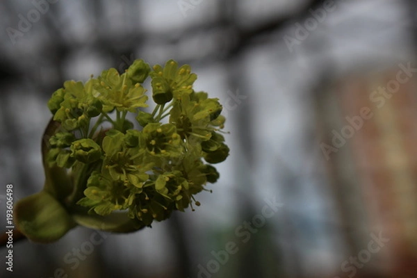 Obraz Początki wiosny