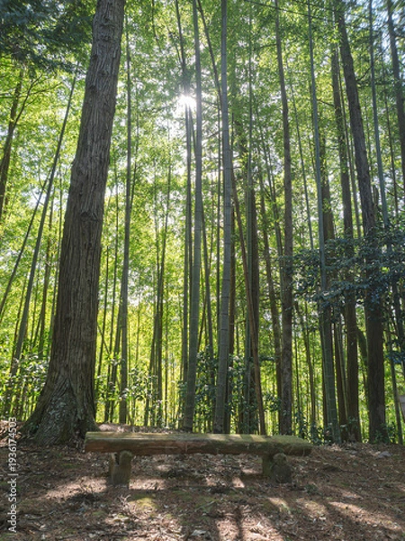 Obraz 心洗われる竹林の光。木漏れ日に憩う木の椅子