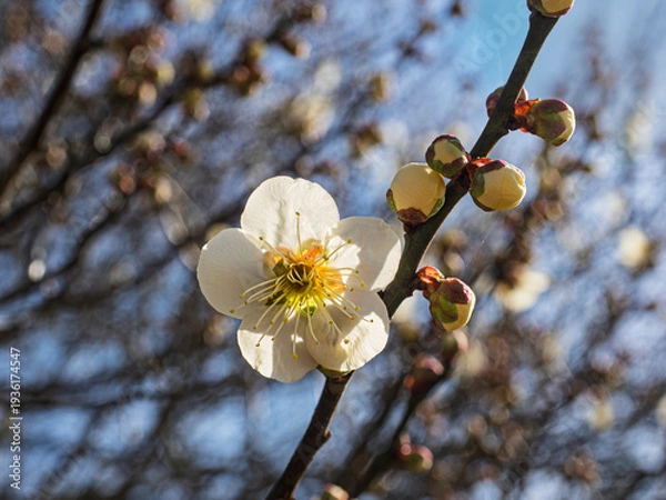 Obraz 冬の陽だまりに咲く白梅。春を待つ蕾のアンサンブル