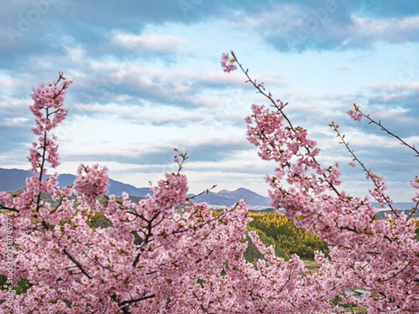 Obraz 心ほどける桃色。曇天に映える可憐な河津桜