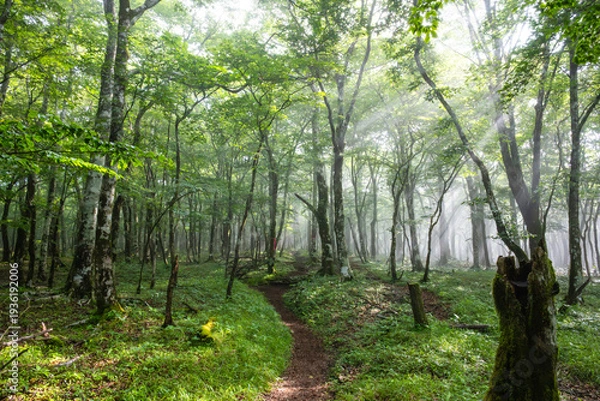 Obraz 光芒が差し込む登山道　三国山