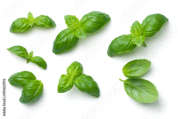 Obraz Basilów liście Odizolowywający na Białym tle