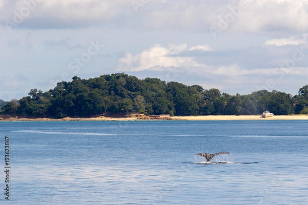 Fototapeta Humpback Whale in Contadora Island, Pearl Islands, Panamá
