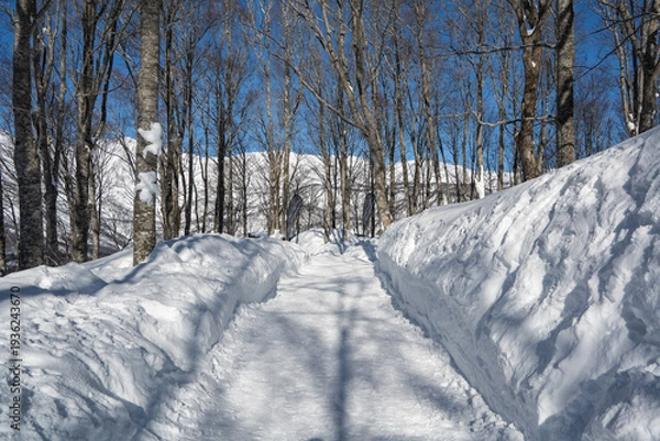 Obraz 白馬岩岳スノーフィールド　ゲレンデ風景