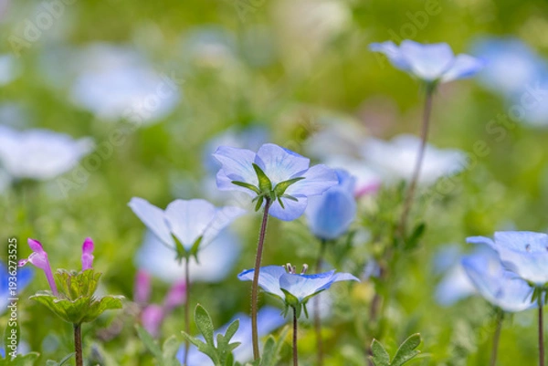 Obraz 春の公園に咲くネモフィラの青い花と爽やかな緑のボケ背景