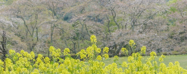 Obraz 菜の花の黄色い花畑と遠くに咲く桜が共演する日本の春ののどかな風景