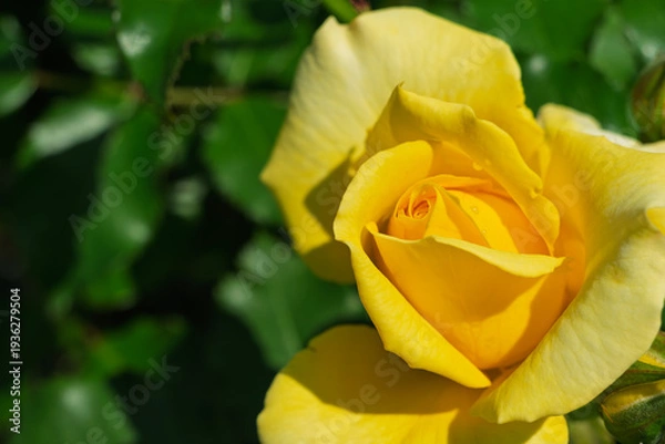 Obraz 陽光を浴びて美しく開花する黄色いバラのクローズアップ