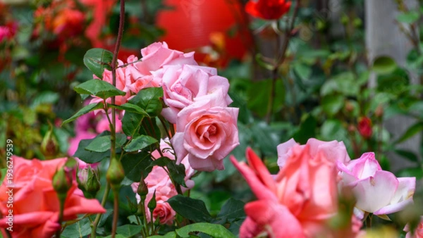 Obraz 満開のバラが咲き誇る初夏のバラ園の風景