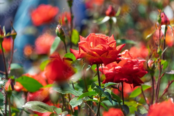 Obraz 逆光に透ける花びらが情熱的な赤いバラの群生