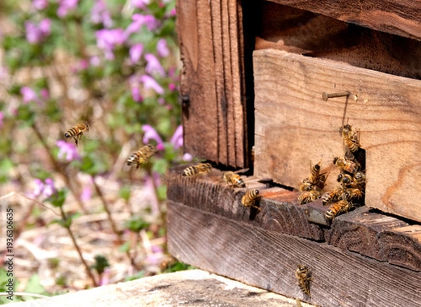 Obraz ミツバチの巣箱