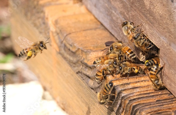 Obraz ミツバチの巣箱