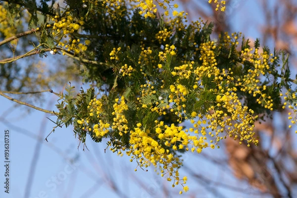 Obraz 春風に揺れる黄色いミモザ