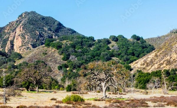 Fototapeta mountain peak and hills covered with lush green trees and golden coastal sage and chaparral in the Santa Monica Mountains of California
