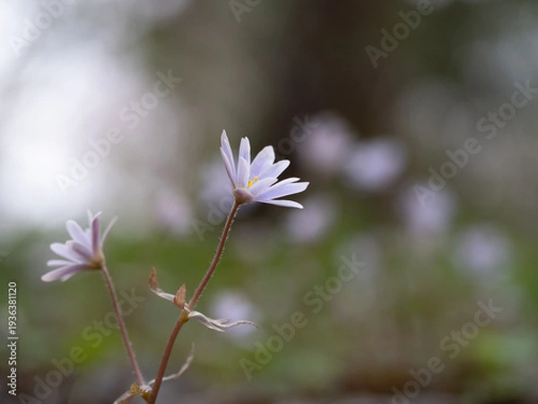 Obraz 春を知らせるユキワリイチゲ