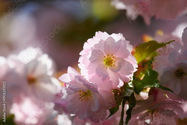 Obraz 逆光で撮影した淡いピンクの八重桜　クローズアップ