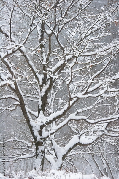 Obraz 雪の積もる枯れ木