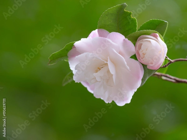 Obraz 薄紅色の椿の花と蕾