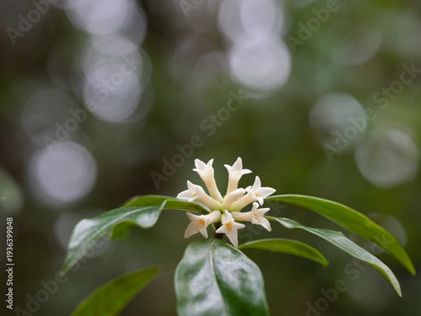 Obraz 春の森の胡椒の木の花