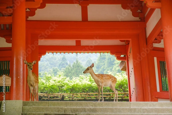 Obraz 春日大社の境内に佇む鹿：世界遺産の朱塗りの門と神の使い