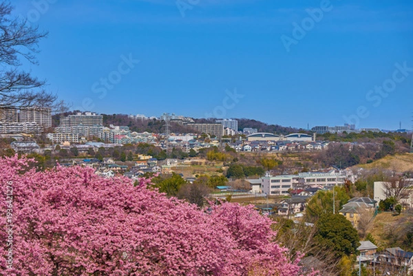 Obraz 河津桜が咲く東京都稲城市の眺望(坂浜,長峰など)