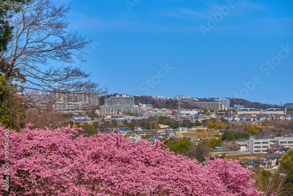 Obraz 河津桜が咲く東京都稲城市の眺望(坂浜,長峰など)