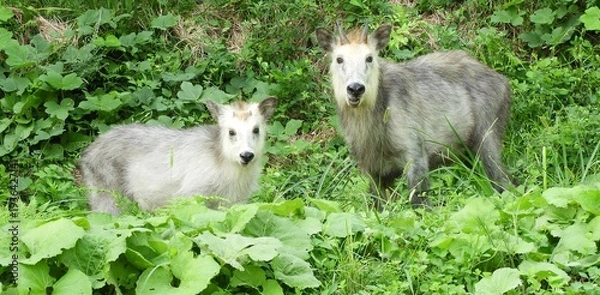 Obraz ニホンカモシカの親子