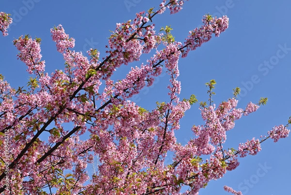 Obraz カワヅザクラ