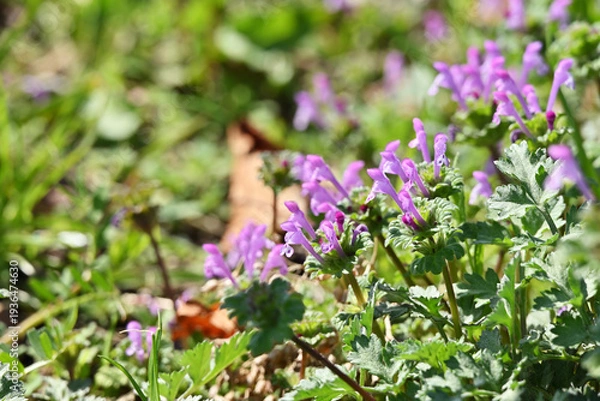 Obraz ホトケノザ