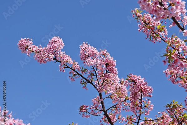 Obraz カワヅザクラ