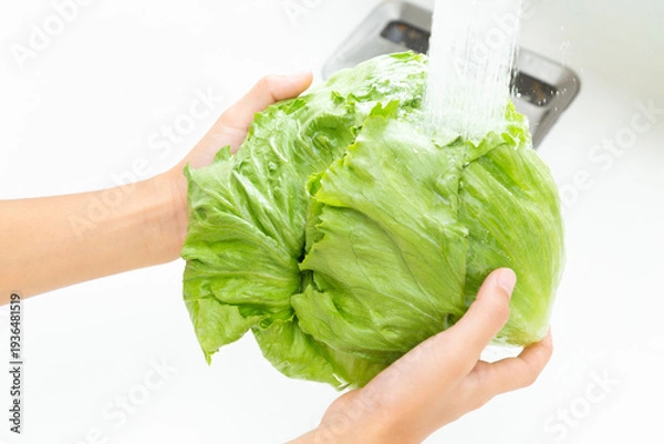 Obraz レタスを洗う手元
