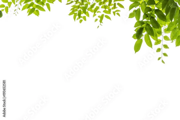 Fototapeta Tree leaf on white background with clipping path.