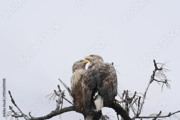 Obraz 木にとまるオジロワシ