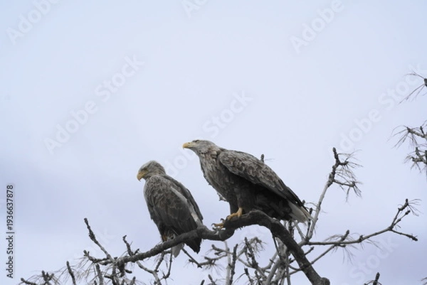 Obraz 木に止まるオジロワシ