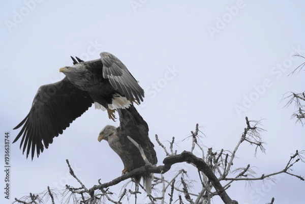 Obraz 木の上で羽を広げて滑空するオジロワシ