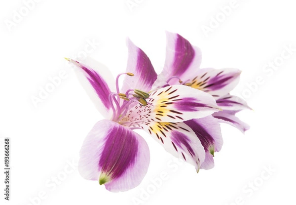 Obraz Alstroemeria isolated