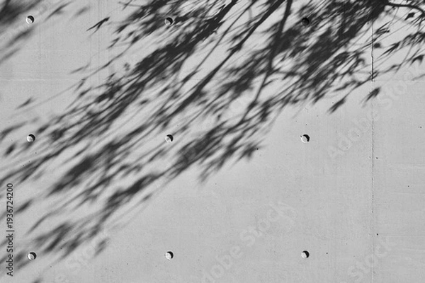 Obraz コンクリート打ち放しの壁に映る木の葉の影