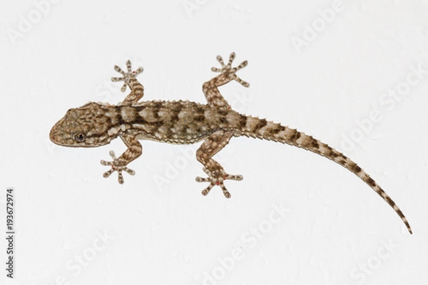 Fototapeta Gecko on the wall