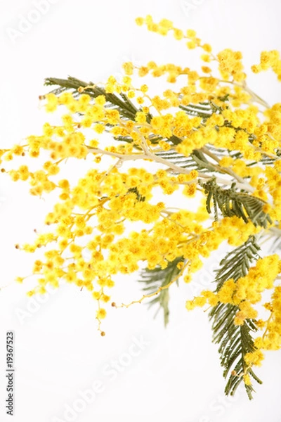 Fototapeta mimosa.