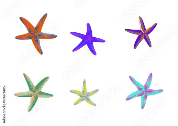 Obraz starfish