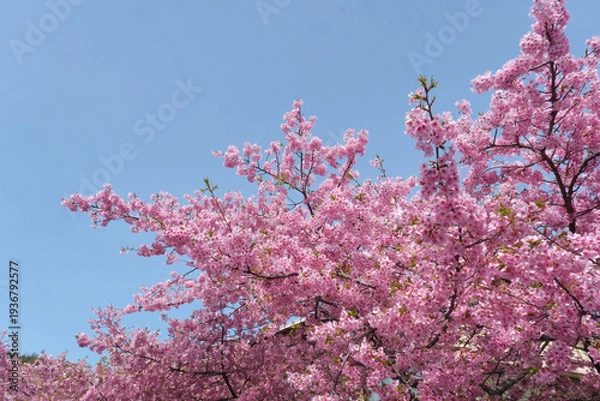 Obraz 柔らかいピンク色の桜