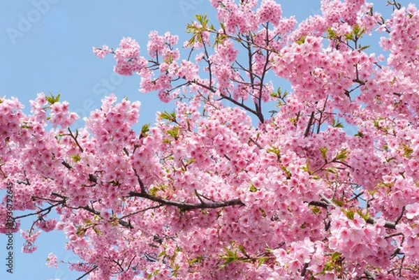 Obraz 柔らかいピンク色の桜と晴天