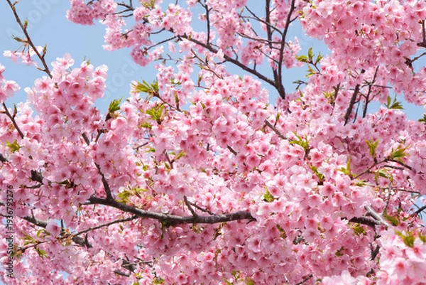 Obraz 柔らかいピンク色の桜と晴天